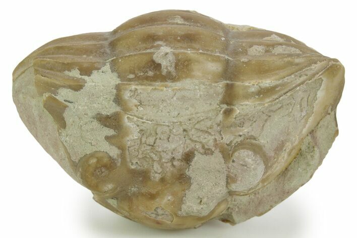 Bargain, Enrolled Asaphus Trilobite - Russia #363107
